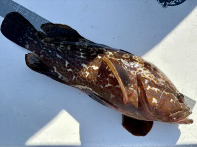 <p>9.5中村様 沖の北　エビ撒き釣りでアコウ31cm🎣</p>