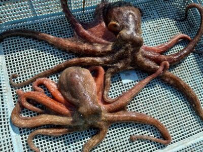 <p>小野様　旧一文字③付近　タコエギでビューティフォーなタコ2杯🐙</p>