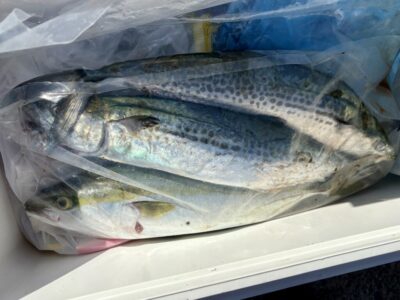 <p>ミカちゃん様　沖の北　メタルバイブでサゴシ2尾&ハマチ🎣</p>