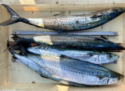 <p>松尾様　旧一文字カーブ　ショアジギでサゴシ🎣　内向きで4尾🐟 外向きで1尾🐟</p>