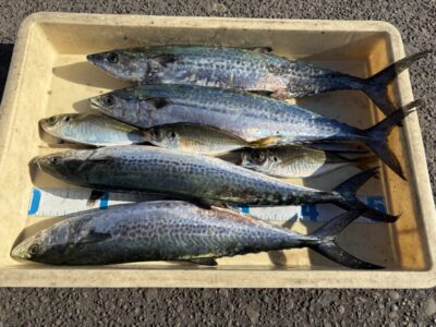 <p>琉球の仲村様　旧一文字赤灯　ショアジギでサゴシ🎣　サビキでアジ🎣　</p><p>他のお客様が赤灯でメジロ🎣　呑ませ釣りでヒラメ掛けるもタモ入れでバラシていたそうです</p>