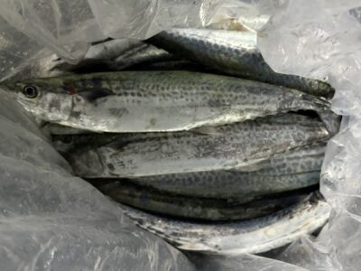 <p>蒲生様　旧一文字赤灯　ショアジギでサゴシ15尾🎣</p>