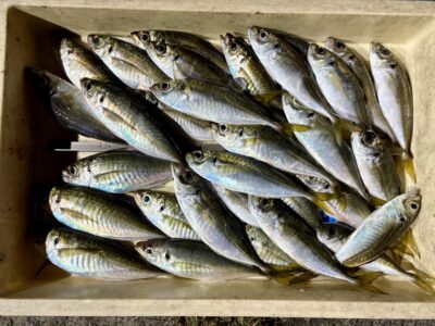 <p>磯やん名人　旧一文字赤灯　サビキ釣りで良型アジ大漁🎣　(11時便〜17時帰りの釣果)</p>