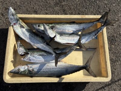 <p>伊藤様　沖の北　ショアジギでサゴシ🎣</p>