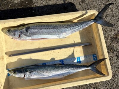 <p>ナッツ&リュウ様　沖の北　ナッツ様サゴシ&ヤナギ🎣　リュウ様ボウズ🧑‍🦲</p>