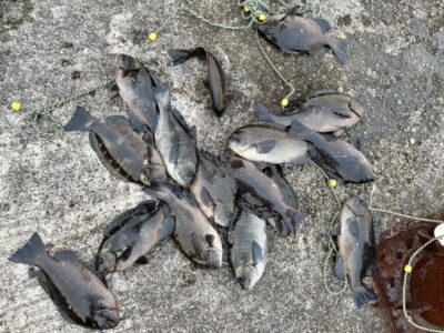 <p>佐田先生　旧一文字白灯　フカセ釣りでグレ🎣　撮影後リリース🐟</p>