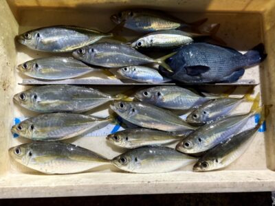 <p>島田マダム & アキラ23%様　旧一文字赤灯　サビキ釣りで良型アジ🎣</p>