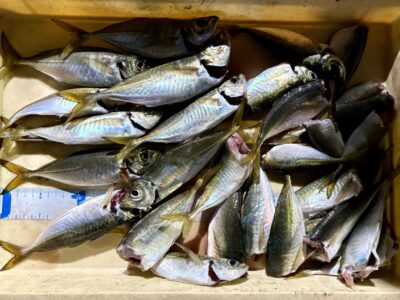 <p>🟢ミカちゃん様🟢　旧一文字赤灯　サビキ釣りで良型アジ🎣</p>