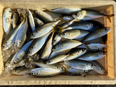 <p>レジェンド山本　旧一文字赤灯　サビキ釣り　竿下で良型アジ🎣</p>