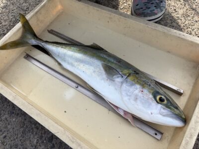 <p>山内様　沖の北　ショアジギ　ハマチ♪♪</p>