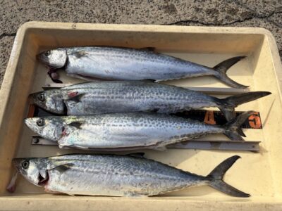 <p>小谷様　沖の北　ショアジギ　サゴシ4匹🎣</p>