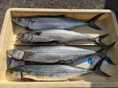 <p>匿名様　沖の北　ショアジギ　サゴシ4匹🎣</p>