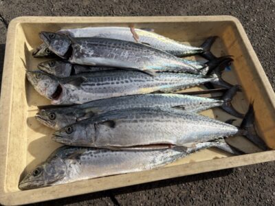 <p>匿名様　沖の北　ショアジギ　サゴシ7匹🎣</p>