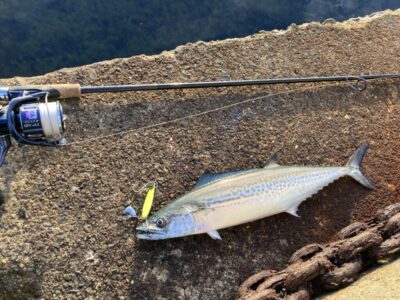 <p>釣れない猫様　沖の北　マキマキ　サゴシ🎣</p>