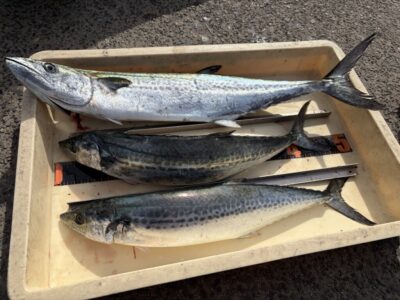 <p>山内様　沖の北　ショアジギ　サゴシ3匹🎣</p>