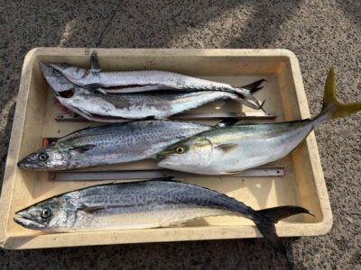 <p>福井様　沖の北　ショアジギ　サゴシ4匹とハマチ♪♪</p>