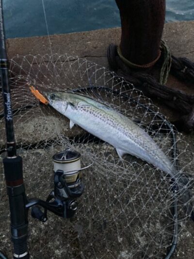 <p>釣れない猫様　沖の北　ジャックアイ＝フリフリバイブでサゴシ🎣本日は全体的にサゴシよく釣れてました♪♪</p>