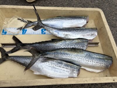 <p>スナミ様　沖の北　ショアジギ　サゴシ🎣</p>