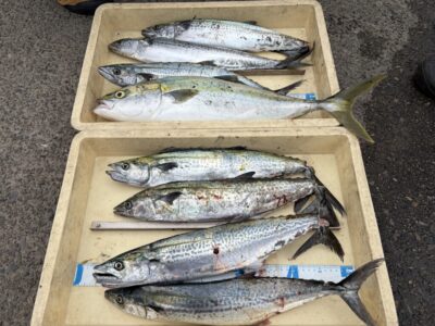 <p>スナミＪｒ．様　沖の北　ショアジギ　サゴシ・メジロ🎣</p>