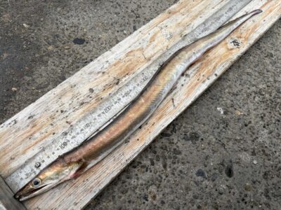 <p>炭家様　沖の北　アジ飲ませ　ハモ🎣</p>