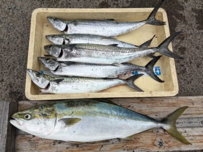 <p>マル様　沖の北　ショアジギでサゴシ5匹🎣アジ飲ませでメジロもGET✨</p>