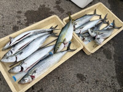 <p>森鴎外&李鴎外 様　沖の北　ショアジギでサゴシ10匹🎣アジ飲ませでハマチもGET✨</p>