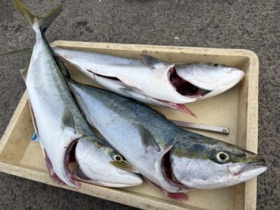 <p>山出様　沖の北　アジ飲ませ　メジロ3匹✨</p>