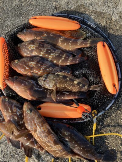 <p>河南町の中村様　沖の北　エビ撒き　アコウ・ガシラ🎣</p>