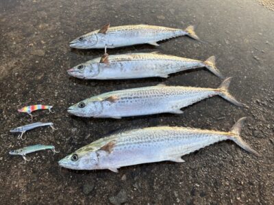<p>岸和田店スタッフ 吉野様　沖の北　アズーロ＝徹湾バイブⅡ   サゴシ🐟</p>