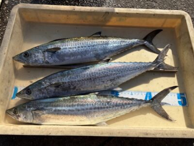 <p>太田様　沖の北　ショアジギ　サゴシ3匹✨</p>