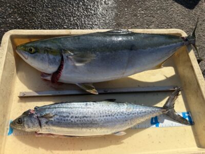 <p>東大阪市の上野様　沖の北　ショアジギ　サゴシ・メジロ🐟</p>