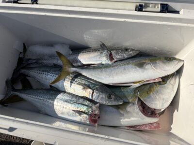 <p>奥&サム様　沖の北　ショアジギ　サゴシ・ハマチ〜メジロ✨</p>