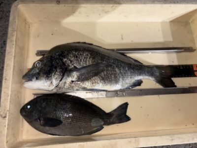 <p>ソロアングラー様　旧一文字カーブ〜白灯　ふかせ釣りでチヌ・グレGET✨</p>