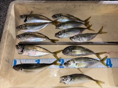 <p>福井様　沖の北　サビキ釣り　アジ21cmまで🎣中アジは16時半〜45分頃までに釣れたそうで、小アジ・サバは大漁でした！！</p>