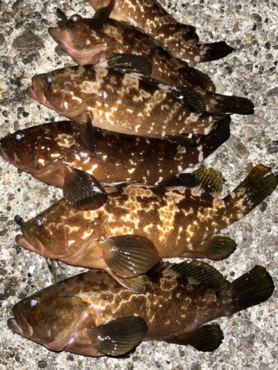 <p>福山様　旧一文字白灯〜カーブ間の外向き　エビ撒き　アコウ33cmまで✨</p>