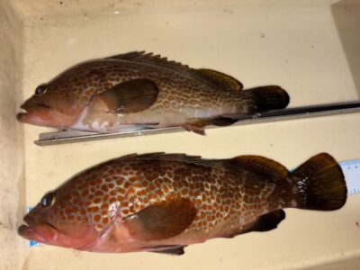 <p>茂のまかない様　旧一文字赤灯　エビ撒き　アコウ30〜36cm✨</p>