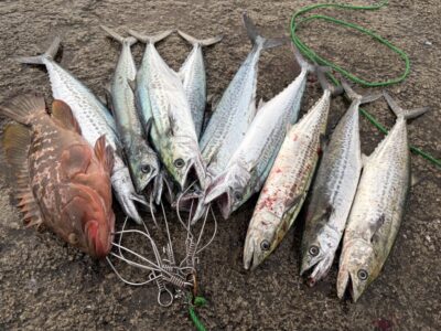 <p>上垣内様　沖の北　ショアジギでサゴシ9匹🎣アジ飲ませではアコウ39cm GET✨</p>