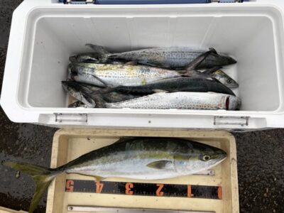 <p>城島様　沖の北　ショアジギ　サゴシ・メジロ🎣</p>