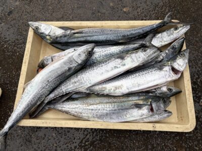 <p>八木様　沖の北　ショアジギ　サゴシ多数✨</p>