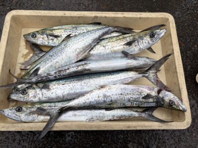 <p>匿名様　沖の北　ショアジギ　サゴシ多数✨</p>