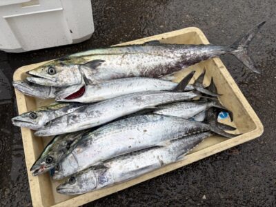 <p>中野様　沖の北　ショアジギ　サゴシ〜サワラ70cmまで🎣</p>