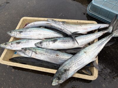 <p>亀本様　沖の北　ショアジギ　サゴシ多数✨「やーた君来れば良かったね」とコメント頂いてます^ ^</p>