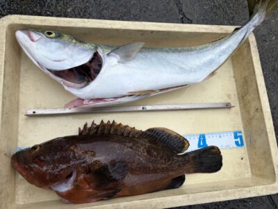 <p>久田様　沖の北　ショアジギでメジロ🎣アジ飲ませでは内向きでアコウ45cm GET✨</p>