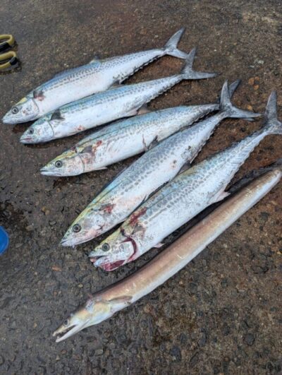 <p>すし処むらた様🍣　沖の北　ショアジギでサゴシ🎣アジ飲ませではハモ GET✨</p>