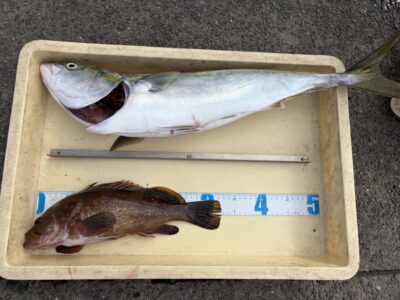 <p>まなきち様　沖の北　ショアジギでメジロ🎣アジ飲ませではアコウ GET✨</p>