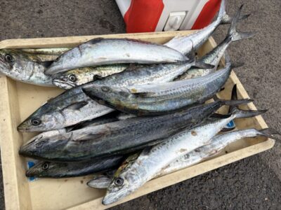 <p>山田様　沖の北　ショアジギ　サゴシ多数🎣</p>