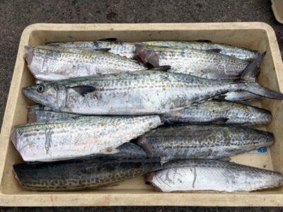 <p>ウォッカ様　沖の北　ショアジギ　サゴシ14匹🎣</p>