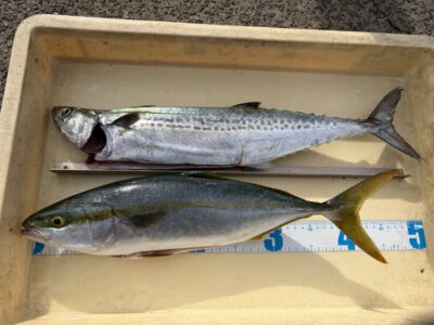 <p>匿名様　沖の北　ショアジギ　サゴシ・ハマチ🎣</p>