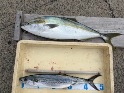 <p>匿名様　沖の北　ショアジギ　メジロ・サゴシ🎣</p>