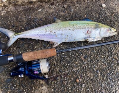 <p>釣れない猫様　旧一文字赤灯　ジャックアイ＝フリフリバイブ　サゴシ🎣6時頃は旧一文字でもあちらこちらでサゴシが跳ねてました♪♪</p>